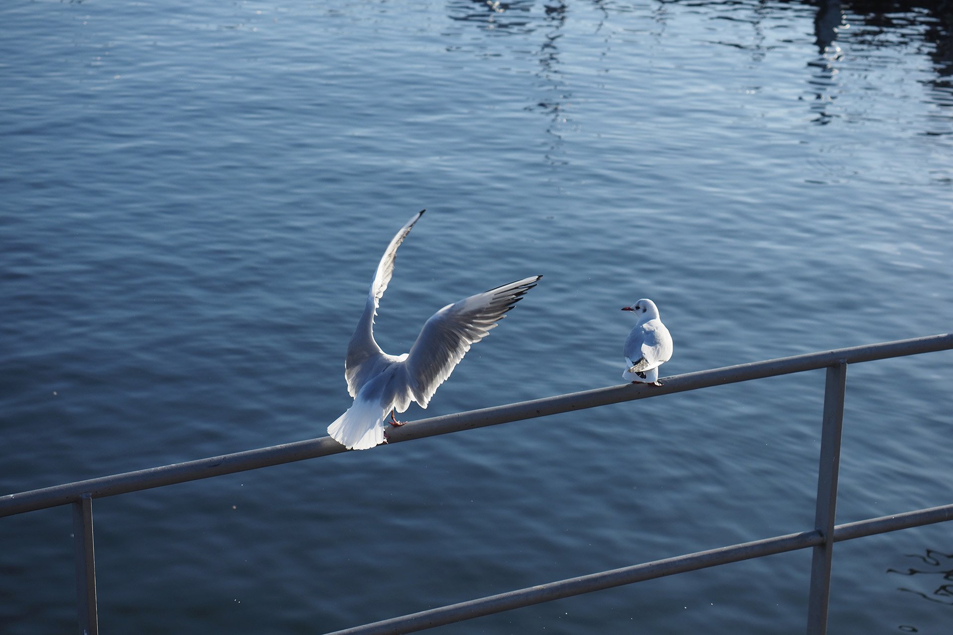 Olympus OM-D E-M1 Mark II: C-AF+Tracking, Bild 32